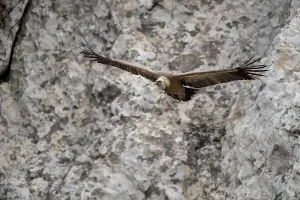 Griffon vulture (Gyps fulvus), Andalusia