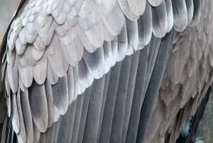 Griffon Vulture (Gyps fulvus), Bavarian Forest National Park