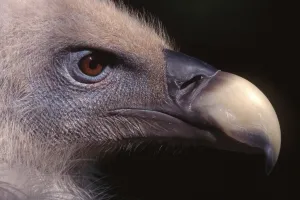 Griffon Vulture (Gyps fulvus), Bavarian Forest National Park