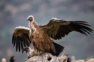 Griffon Vulture (Gyps fulvus), Castile-La Mancha