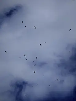 Griffon vulture (gyps fulvus) in a cloudy sky with scattered blue patches