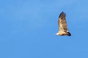Framed Print : A griffon vulture (Gyps fulvus) flies on a sunny day against a grey sky Framed Print : A griffon vulture (Gyps fulvus) flies on a sunny day against a grey sky