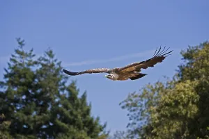 Griffon Vulture (gyps fulvus), in flight