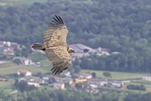 Griffon Vulture (Gyps fulvus) flying