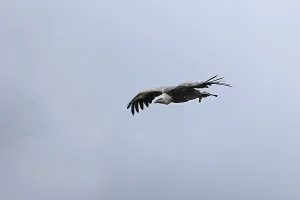 Griffon vulture (Gyps fulvus), flying