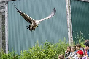 Griffon vulture (Gyps fulvus) flying over the audience