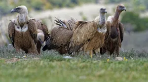 Griffon vulture (Gyps fulvus), group in the Pyrenees