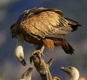 Griffon vulture (Gyps fulvus), group on a tree