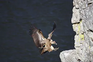 Griffon Vulture (Gyps fulvus), landing on cliff ledge