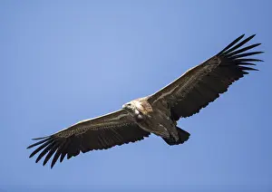 Griffon vulture (Gyps fulvus), Monfraguee National Park