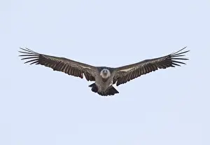 Griffon vulture (Gyps fulvus), Monfraguee National Park