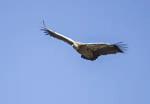 Griffon vulture (Gyps fulvus), Monfraguee National Park
