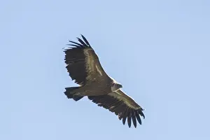 Griffon vulture (Gyps fulvus), Monfraguee National Park
