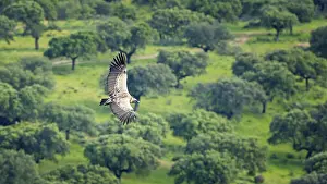 Griffon Vulture (Gyps fulvus) Old World Vulture