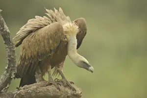 Griffon vulture (Gyps fulvus), plumage
