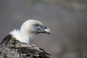 Griffon vulture (Gyps fulvus), portrait