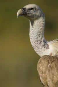 Griffon Vulture (Gyps fulvus), portrait