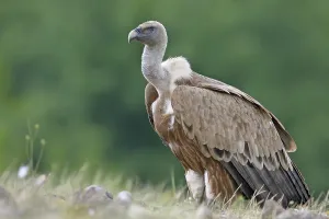 Griffon Vulture (Gyps fulvus), Rhodopen