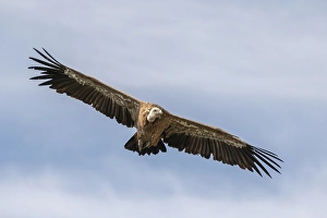 Griffon Vulture (Gyps fulvus) soaring effortlessly in rising air currents at the Jonte Gorge