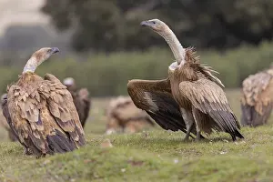 Griffon vulture (Gyps fulvus) threatening on the ground