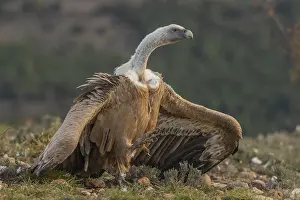 Griffon vulture (Gyps fulvus) threatening on the ground