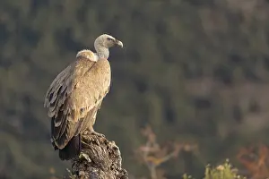 Griffon vulture (Gyps fulvus) on tree stump