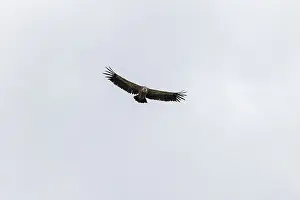 Griffon vulture (Gyps fulvus), utilising thermals over the Gotthard