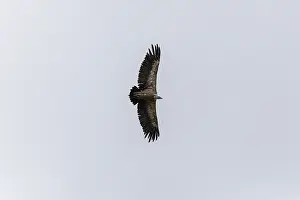 Category Wildlife DE Prints: Griffon vulture (Gyps fulvus), utilising thermals over the Gotthard