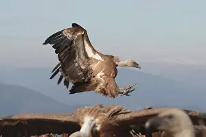 A Griffon vulture prepares to land