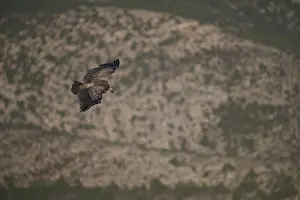 A Griffon Vulture soars effortlessly over Alicante