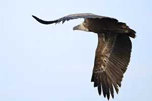 A Griffon Vulture soars elegantly over Alicante