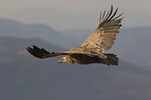 A Griffon Vulture soars gracefully with its expansive wings fully spread against a serene sky backdrop