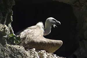 Griffon Vulture from Southern Europe