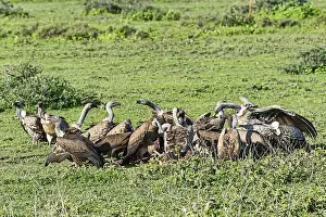 Griffon vultures (Gyps fulvus)