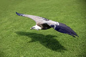 Griffon Vultures (Gyps fulvus)