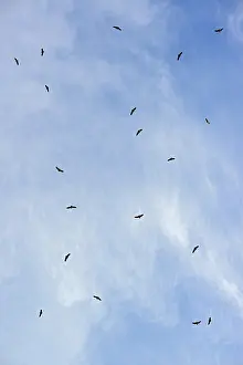 Griffon Vultures (Gyps fulvus) in flight