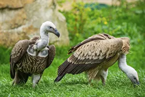 Griffon Vultures (Gyps fulvus) sitting on a meadow