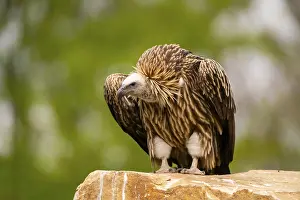 Griffon Vultures (Gyps fulvus) sitting on a rock