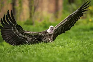 Griffon Vultures (Gyps fulvus) starts flying from a meadow in spring