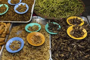 Grilled silkworms and fried crickets