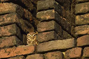 Grim look... Little owl (Athene noctua) sunbathing in the owl hatch of an old brick barn in the countryside