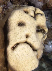 Grimace on stony coral (Scleractinia)