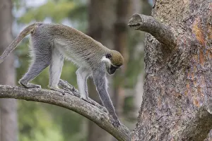 One grivet (Chlorocebus aethiops) sitting on the branch of a tree