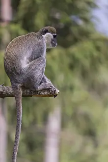 One grivet (Chlorocebus aethiops) sitting on the branch of a tree