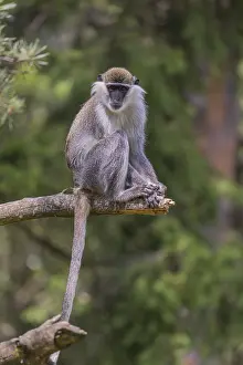 One grivet (Chlorocebus aethiops) sitting on the branch of a tree