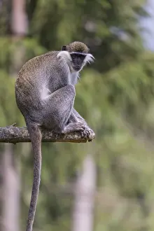 One grivet (Chlorocebus aethiops) sitting on the branch of a tree