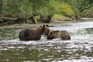 Grizzlies in Knight Inlet in Canada