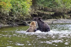 Grizzlies in Knight Inlet in Canada