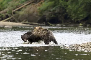 Grizzlies playing in the river