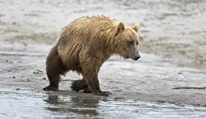 Grizzly bear on the banks of the Douglas River in Katmai National Park in Alaska